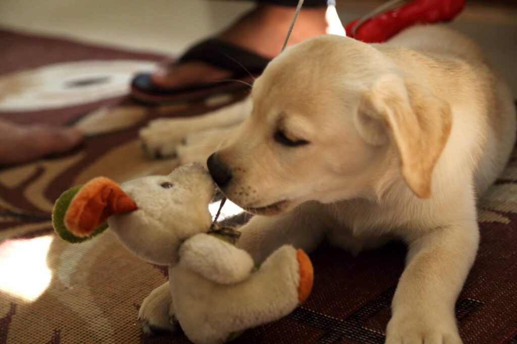 How to Prepare Your Home Before Getting a Puppy