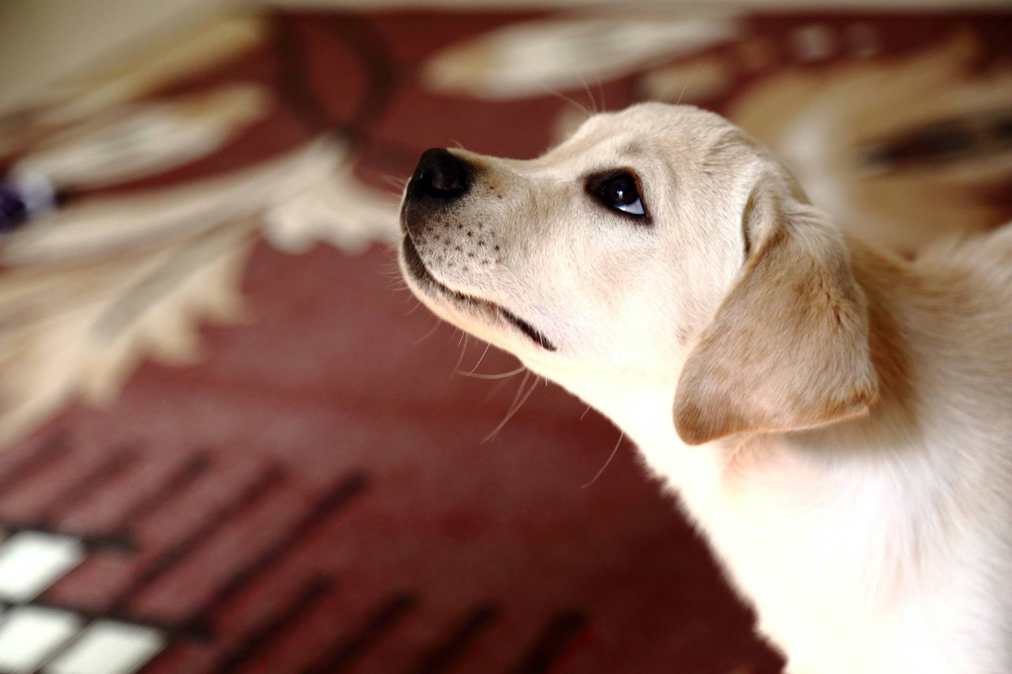 a Labrador puppy looking curiously at things