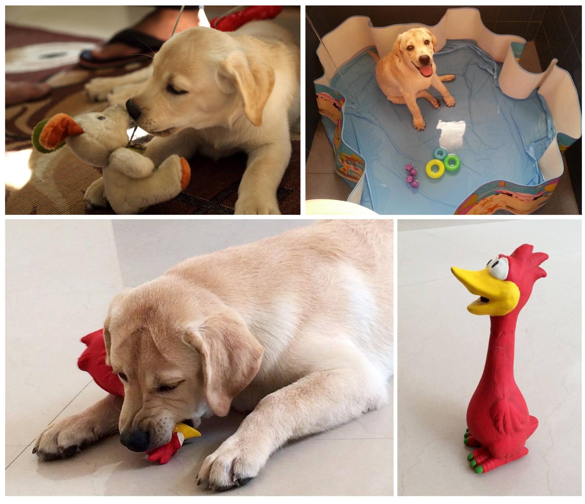 Fido with his Pet Toys