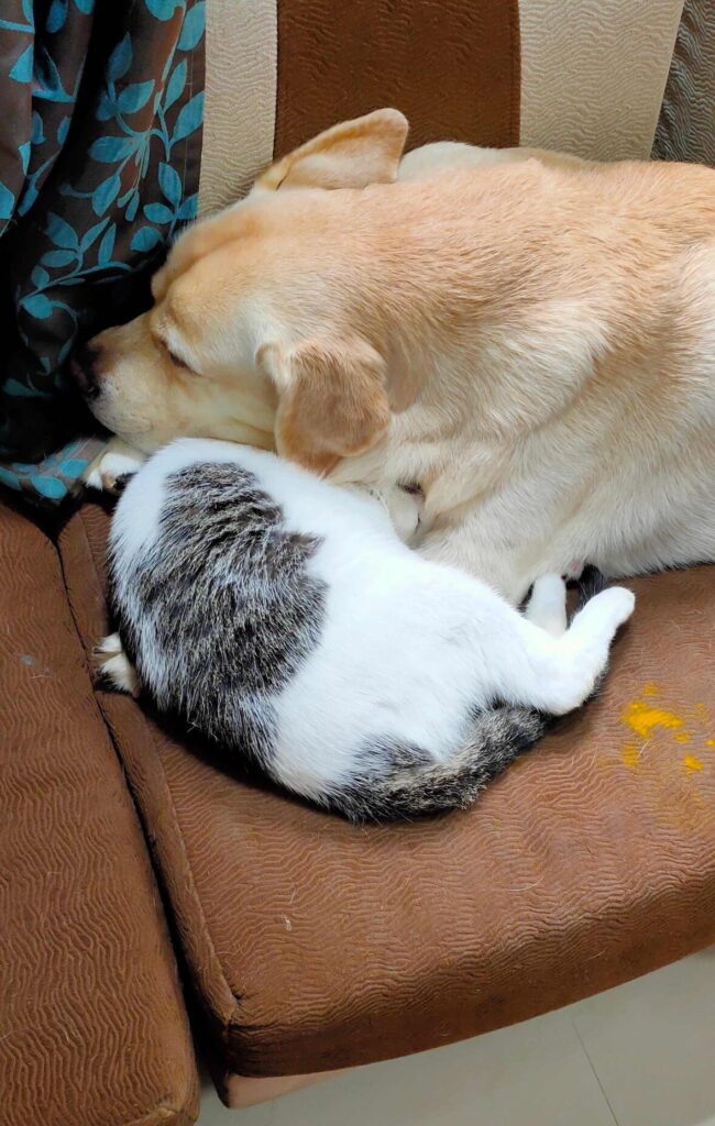 Fido (Labrador) & GoGo (Male Cat) Are sleeping on new Sof, Making it their own bed.
