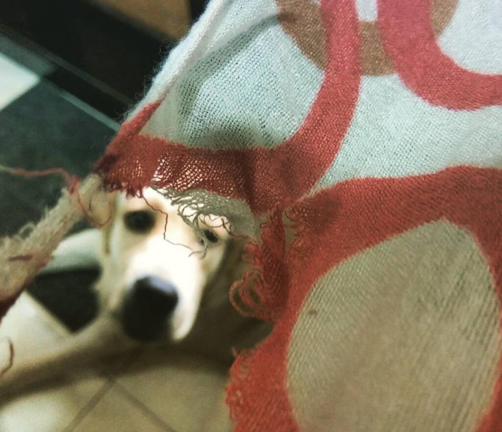 Fido Can be seen through my ripped scarf