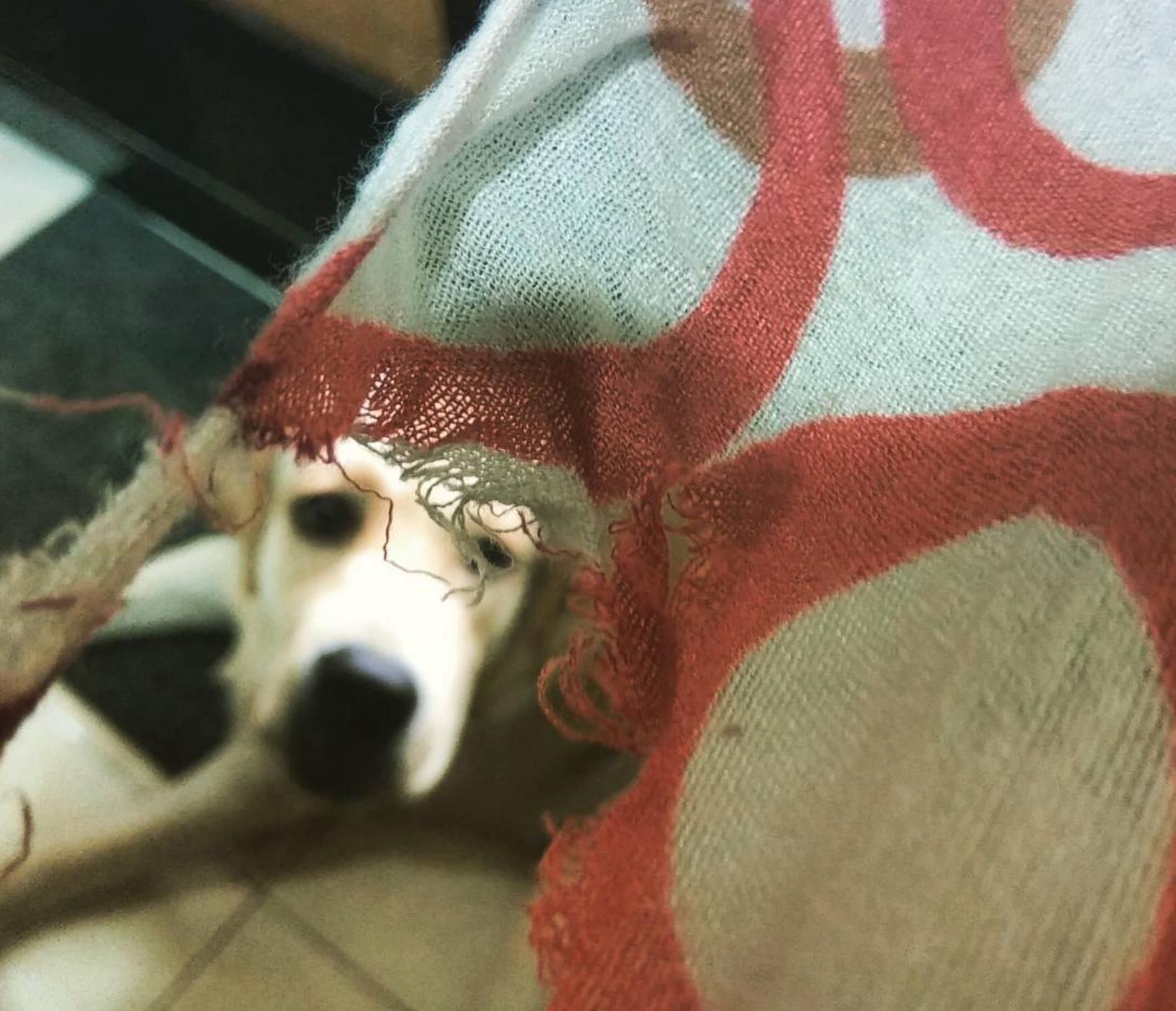 Fido can be seen through my ripped scarf