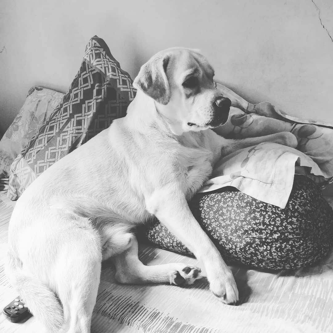 Dog Bed